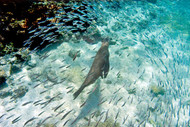 Galapagos Sea Lion Swimming