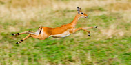 Leaping Springbok in Field
