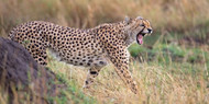 Cheetah in Field