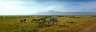 Zebra Amboseli National Park Kenya