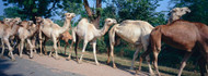 Camels Walking on a Road