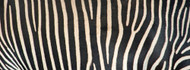 Greveys Zebra Stripes