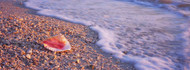 Seashell on Beach Fort Meyers