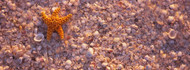 Starfish on Beach Lovers Key State Park