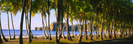 Palm Trees on Carrillo Beach