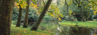 Trees near a Pond Vondelpark Amsterdam