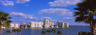 Palm Tree View of Sarasota
