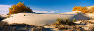Desert Plants White Sands National Monument