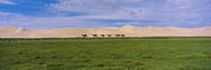 Camels on Grass Field Gobi Desert