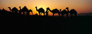 Silhouette of Camels in Desert