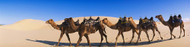 Camels Walking in Desert