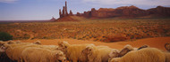 Sheep in Monument Valley Tribal Park