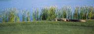 Alligator on Golf Course