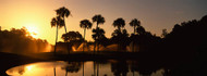 Palm Trees Sunrise Kiawah Island Golf Resort