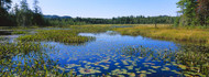Marsh in Heron Marsh Adirondack State Park
