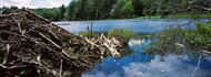 Beaver Pond Worchester County