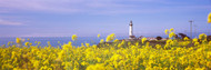 Pigeon Point Lighthouse with Wildflowers