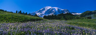 Wildflowers Mt Rainier National Park