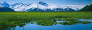 Water Lilies Turnagain Arm Alaska
