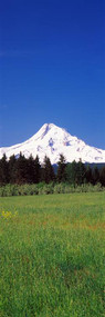 Mt Hood Oregon