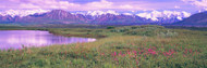 Denali National Park Wildflowers and Lake