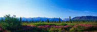 Fireweed Flowers in Bloom Chugach Mountains