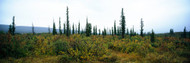 Trees on a Landscape Denali National Park