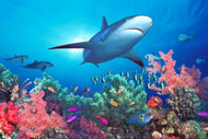 Shark in Indo-Pacific Ocean