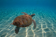 Marine View of Tortoise