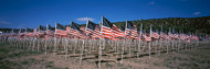 American Flags in a Field Taos