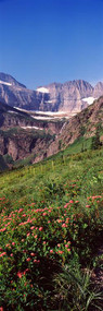 Alpine Wildflowers on a Landscape