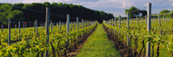 Chardonnay Grapes Sakonnet Vineyards