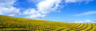 Mustard Fields Napa Valley