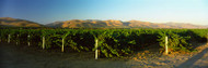 Vineyard Santa Ynez Valley