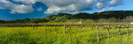 Mustard Crop in a Field near St Helena