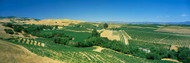 High Angle View of a Vineyard Carneros District Napa Valley