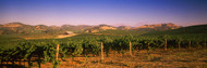 Vineyard Carneros District Napa Valley