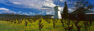 Barn in a Mustard Field St. Helena