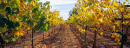 Vines in a Vineyard Napa