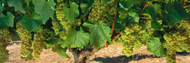Chardonnay Grapes On The Vine, Napa California, USA