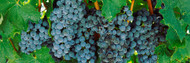 Close-Up of Grapes Napa