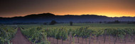 Vineyards on a Landscape, Napa Valley