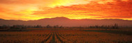 Sunset, Napa Valley, California, USA
