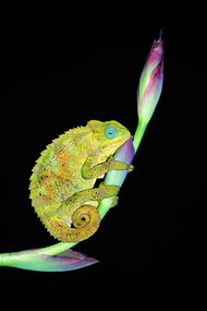 Chameleon on Flower