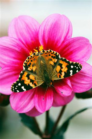 Painted Lady Butterfly on Flower