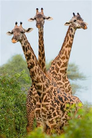 Three Giraffes in Forest