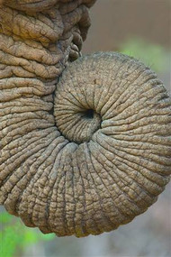 Elephant Trunk