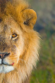 Lion Close-Up