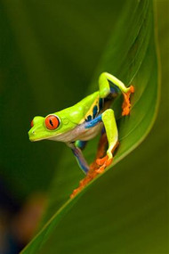 Red-Eyed Tree Frog on Leaf