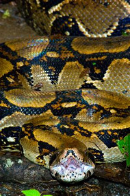 Close-Up of  Boa Constrictor